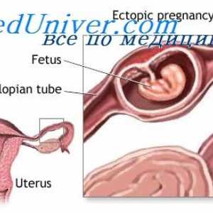 Proizvodnja estrogena od strane posteljice. Funkcija estrogena tijekom trudnoće