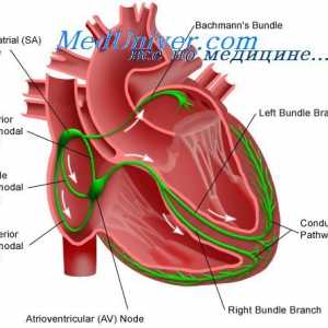 Srčanu provodljivost sustav. sinusnog čvora