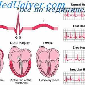 Srčani ciklus. Komunikacija elektrokardiogram i srčani ciklus
