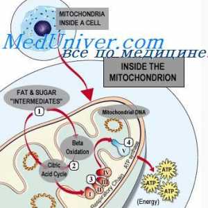 ATP i njegova uloga u stanici. Funkcija stanica mitohondriji
