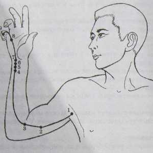 Mjesto i anatomija tijela bodova za aromaterapiju. srce Meridian