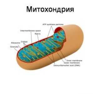 Poremećaji mitohondrijske oksidativne fosforilacije