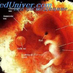Razvoj ljudskih embrija. Proučavanje embrija i fetusa