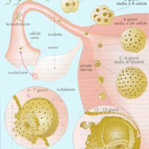Fetalni razvoj živčanog sustava. Rani stadij formiranja živčanog sustava fetusa