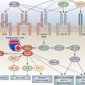 Receptori s aktivnošću tirozin kinaze. Receptori za inzulina i faktora rasta