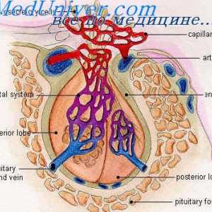 Hipotalamus kontrolu hipofize. Hipotalamus-hipofiza krvnih žila