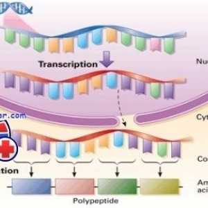 Regulacija transkripcije i translacije u jajne stanice