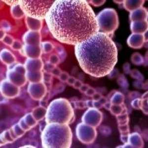 Rikecije i rikketsiopodobnye mikroorganizama: vrsta, bolesti, patogeni