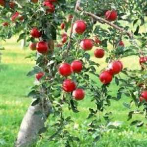 Rast zračnog dijela jabuke