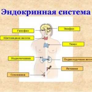 Samoregulacija endokrinog sustava
