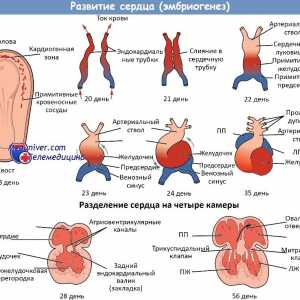 Razvoj srca u fetusa. Označite srca cijevi u embrija
