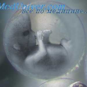 Embrionalni vezivnog sloja kože. nokti embrija