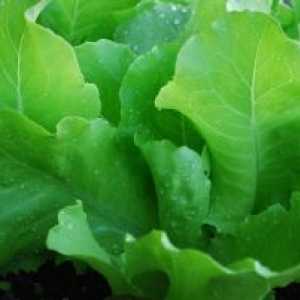 Zelena salata sorti za uzgoj na otvorenom terenu