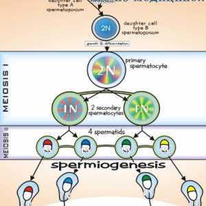 Spermatogeneze. fazama spermatogeneze