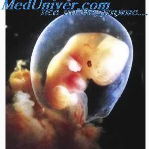 Korak pet cerebralnih mjehurići. embrija kranijalni živci