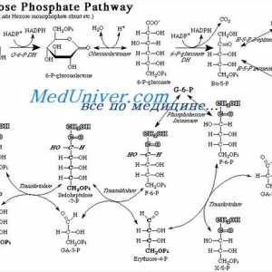 Oslobađanje energije iz glukoze putem pentoza fosfatnog ciklusa. Pretvaranje glukoze u masti