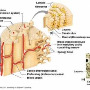 Struktura i promet kosti