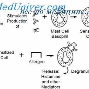Struktura IgE. Funkcije imunoglobulina E