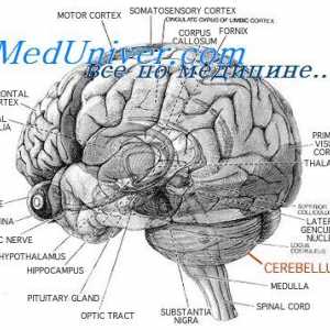 Struktura malog mozga. cerebralna funkcija