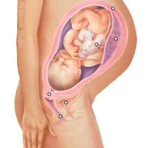 Najvažniji tjedan trudnoće: 24., 25. i 26.. Ženska zdravlje i razvoj djeteta.