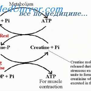 Snaga mišića. izdržljivost mišića