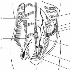 Topografska anatomija prednjeg trbušnog zida
