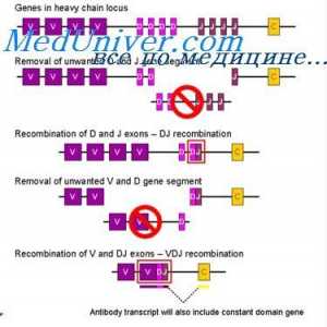 Uređaj vc-gen. Prebacivanje protutijela aktivnost gena