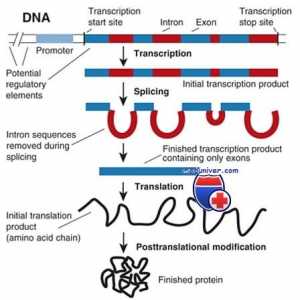 Transkripcija. Oblici i vrste RNA stanica