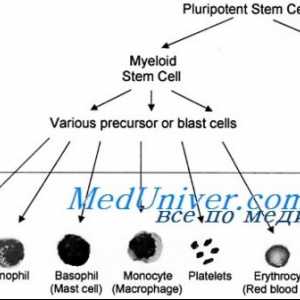 Transplantacija matičnih stanica u anemija srpastih stanica, Diamond Black sindrom ventilator