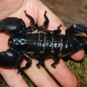 Ubod škorpiona: prva pomoć, posljedice toga?