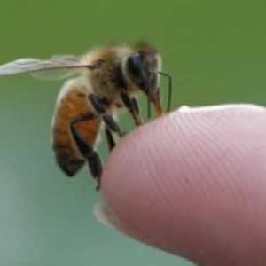 Uboda osa i pčela djecu: prva pomoć