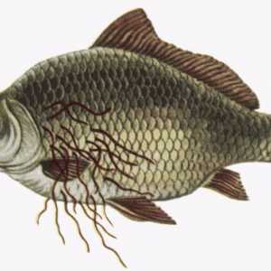 Koje ribe opisthorchiasis postoji li more, rijeka, suši, kako kuhati?