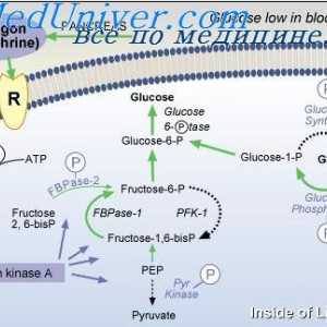 Važnost regulacije glukoze. dijabetes mellitus