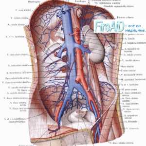 Perfuziju bubrega (bubrežni). Intenzitet protoka krvi u renalnih žila (bubrega). Miogenih,…
