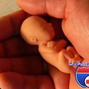 Vremenska kosti embrija. Čeljusti kosti fetusa
