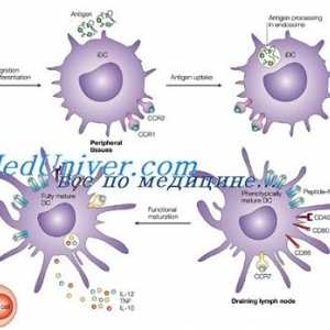 Utjecaj imunomodulator na dendritičke stanice. Morfologija dendritičkih stanica