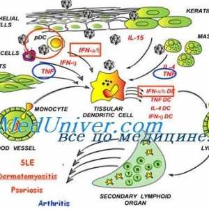 Učinak Immunovac sn-4 nespecifična otpornost. Izolacija od histokompatibilnosti