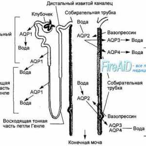 Anatomija renalnim glomerulima. struktura