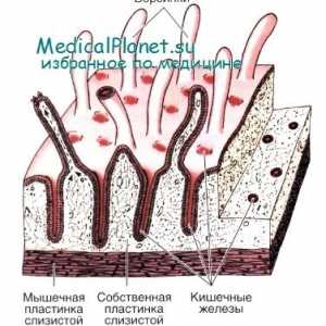 Urođeni imunitet crijeva: dio epitela