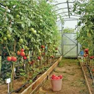 Uzgoj rajčice u plastenicima