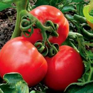 Izvođenje razreda (hibridi) rajčica, prikladnije za potpunu mehanizaciju kultiviranja