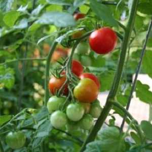 Sorti i hibrida rajčice uz visoku kvalitetu voća