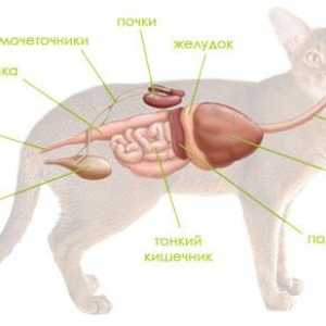 Bolest (bolest) gušterače kod pasa i mačaka
