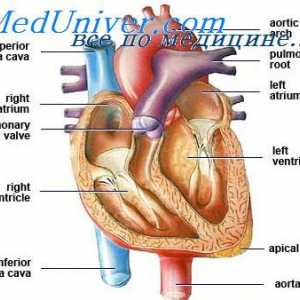 Patent ductus arteriosus. Hemodinamike s otvorenim arterijske kanal