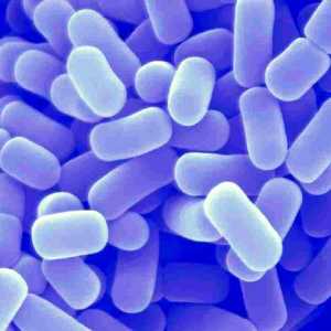 Žive bakterija na dysbacteriosis