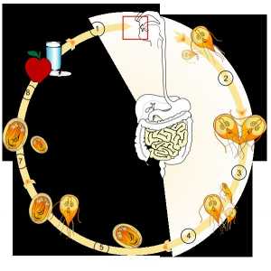 Životni ciklus Giardia i giardijaza razvoj