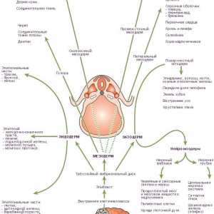 Regulacija specijalizaciji endoderm u formiranju gastrointestinalnog trakta u fetusa